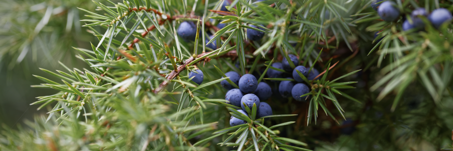 Juniper_Branch