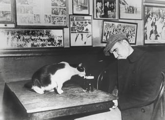 Cat Drinks Sleeping Man's Beer